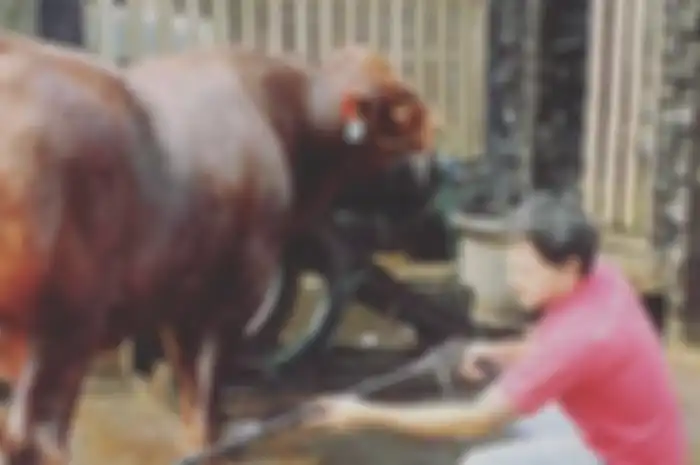 Momen saat aktor FTV Hardi Fadhillah memandikan ternaknya.