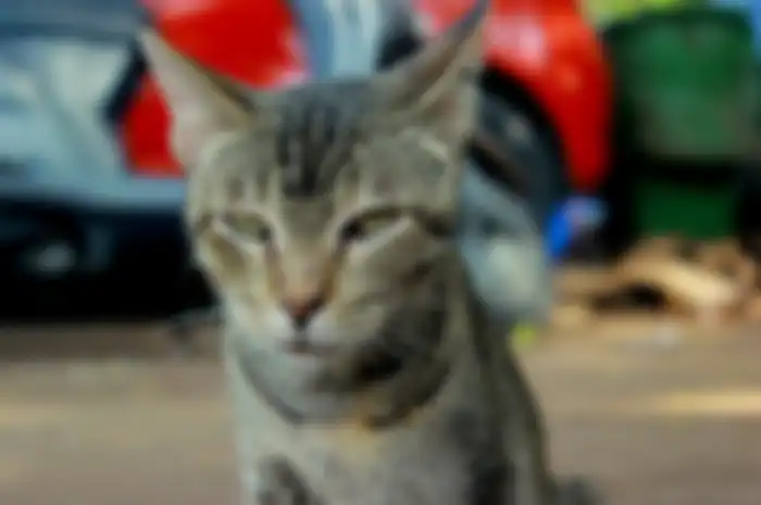 Ilustrasi kucing liar.