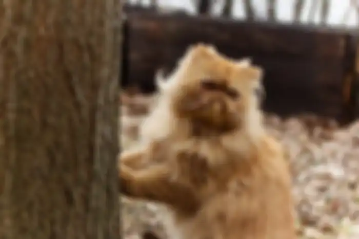 Fakta menarik kucing persia