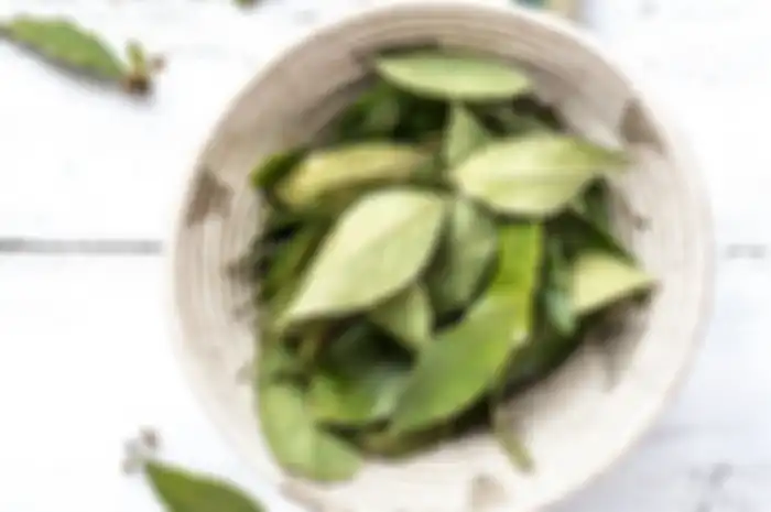 daun salam