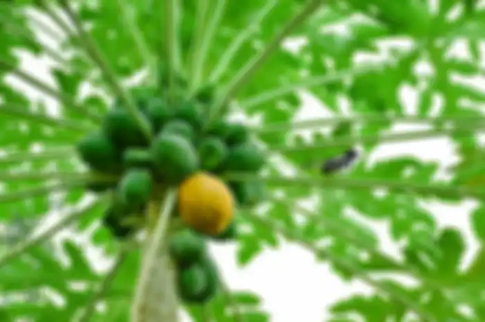 Ilustrasi pohon pepaya