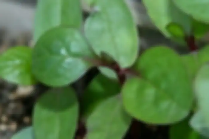 daun binahong untuk segala penyakit