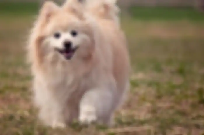 Kebiasaan buang air kecil pada anjing