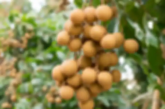 Buah kelengkeng