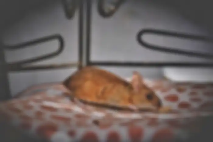 Tikus (ilustrasi)