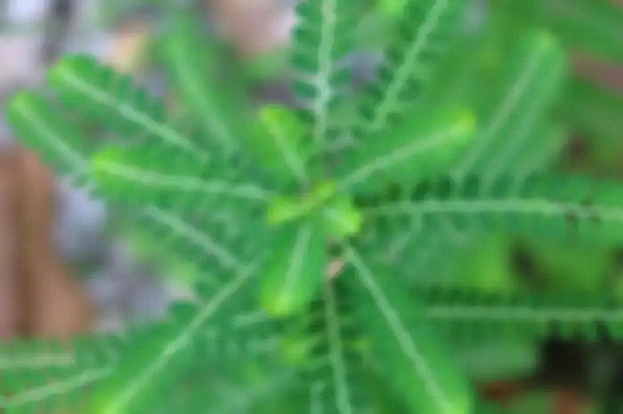 Manfaat dari konsumsi daun meniran untuk kesehatan 