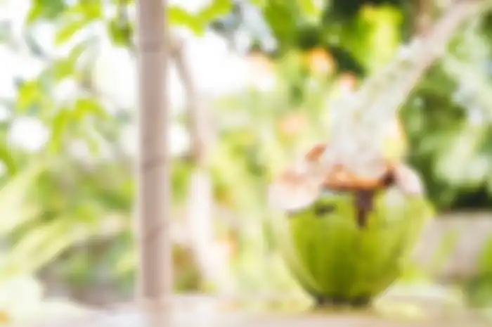 ilustrasi air kelapa