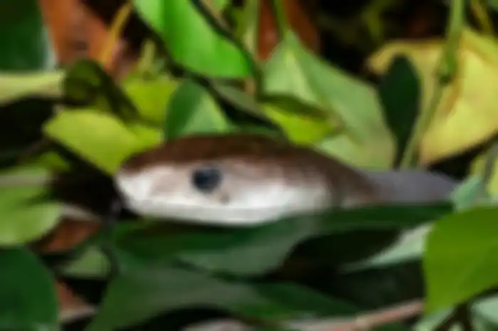 Ular Mamba Hitam atau Black Mamba, salah satu ular berbisa. 