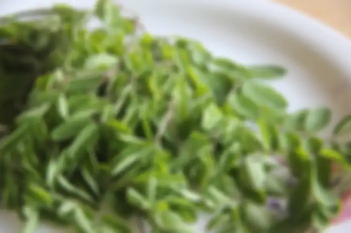 daun kelor untuk asam urat