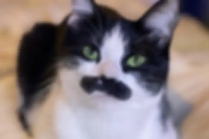 Mostaccioli alias Freddie Purrcurry