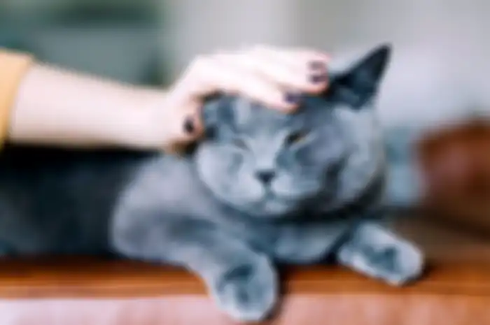 ilustrasi kucing