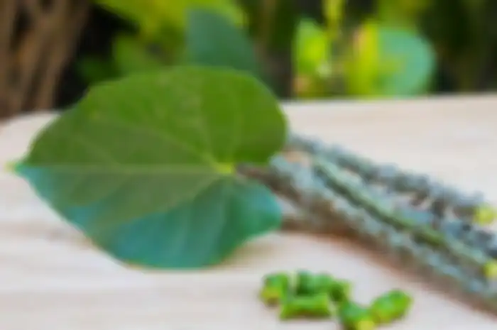 Brotowali bisa jadi obat alami diabetes
