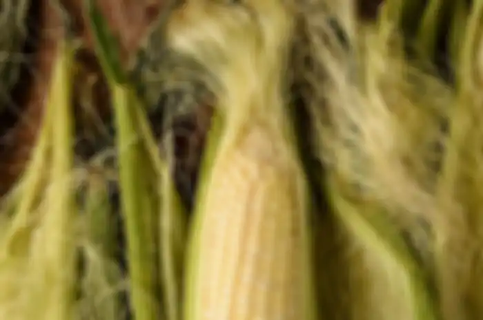 Mulai sekarang jangan dibuang! Rambut jagung ternyata bisa mendatangkan manfaat kesehatan berikut ini.