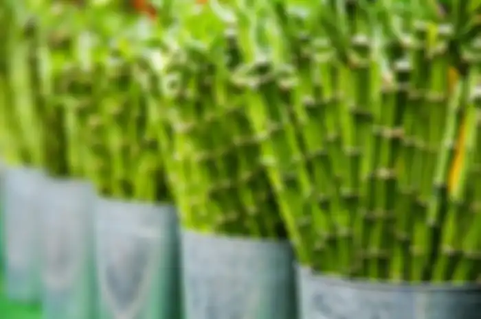 ilusrasi tanaman bambu keberuntungan