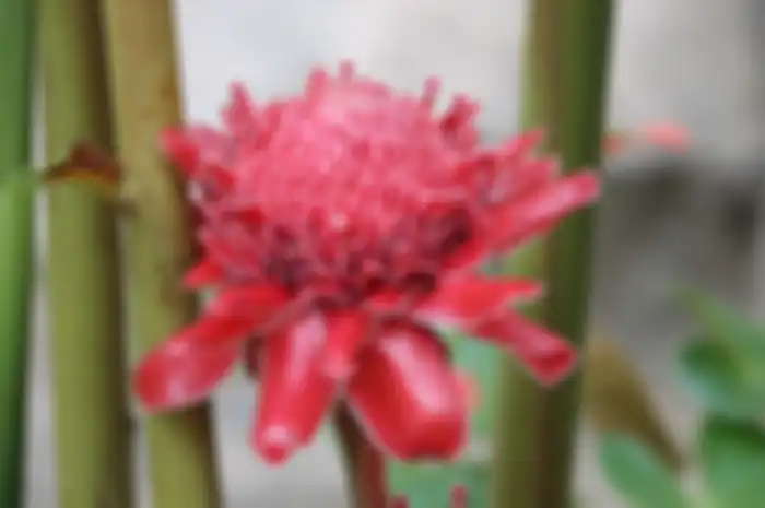 kecombrang