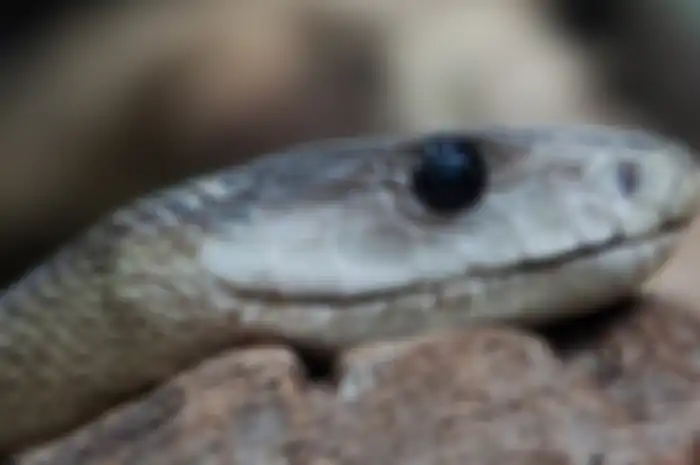 Ular Black mamba.