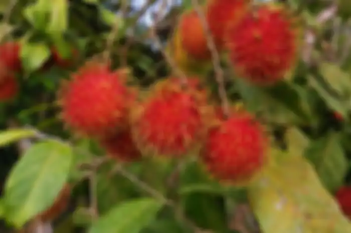 Manfaat daun rambutan