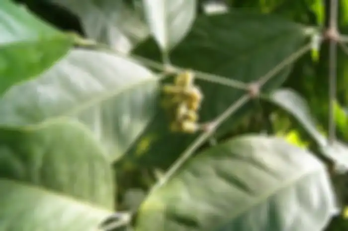 daun melinjo