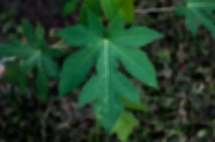Manfaat jus daun pepaya.