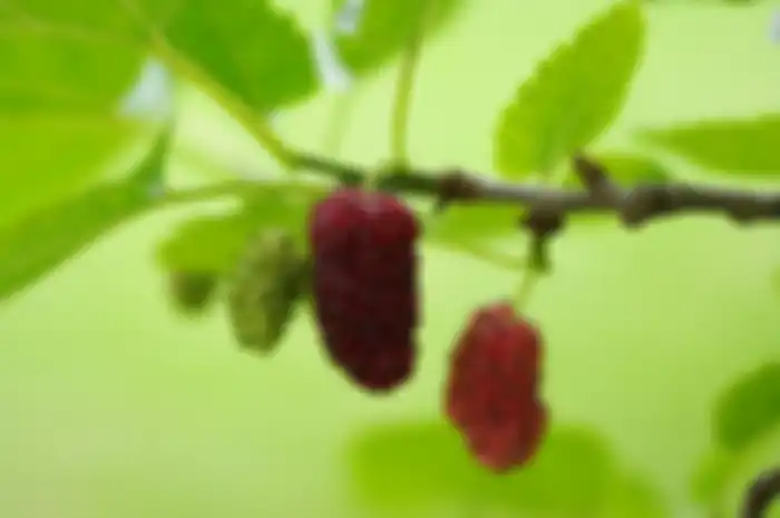 Daun murbei bisa digunakan sebagai obat tradisional penyakit diabetes