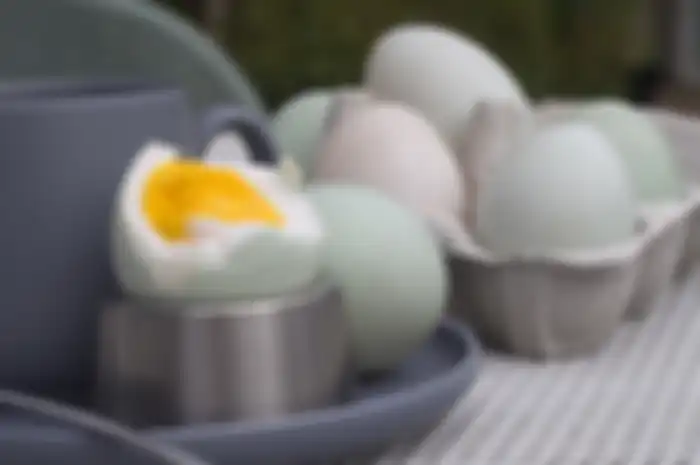 telur bebek