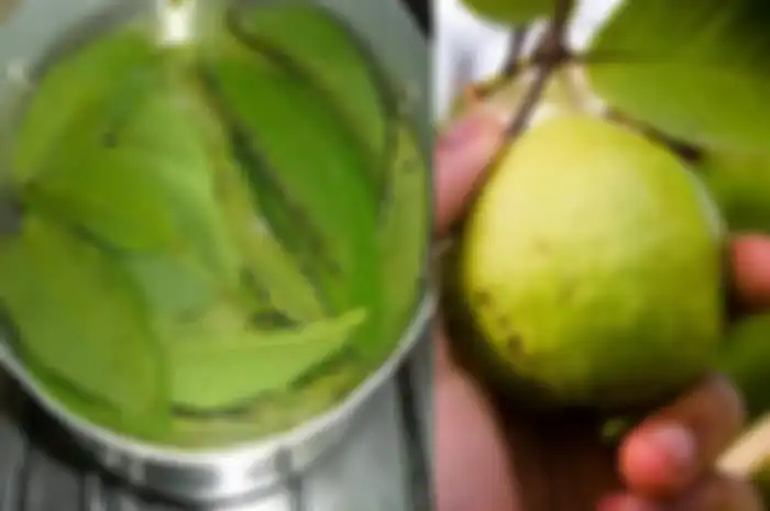 Daun jambu biji