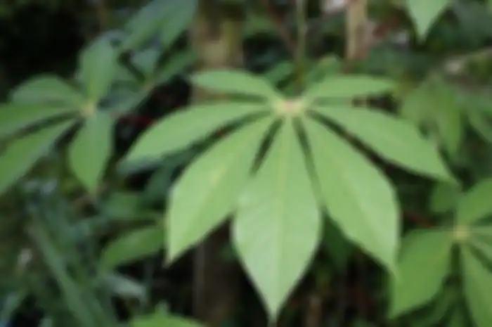 Daun singkong untuk mengatasi rematik.