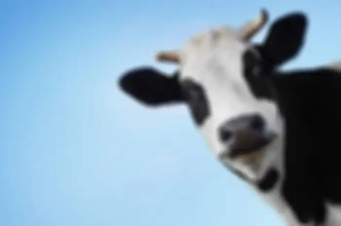 Sapi