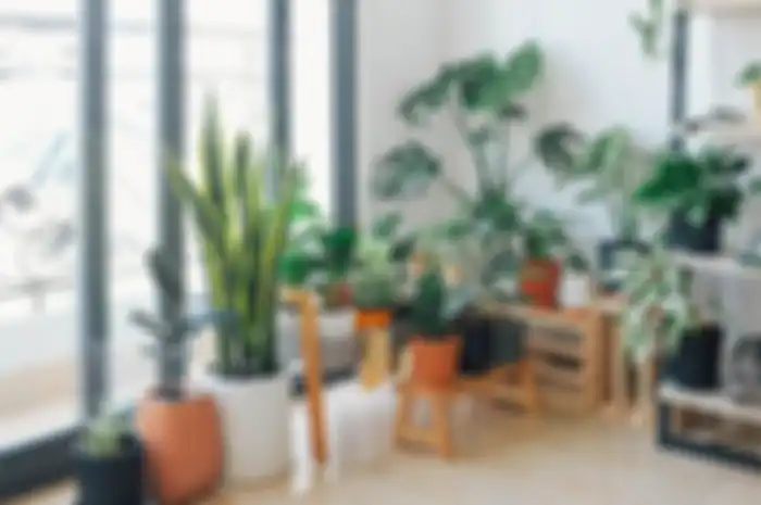 Interior dengan tanaman