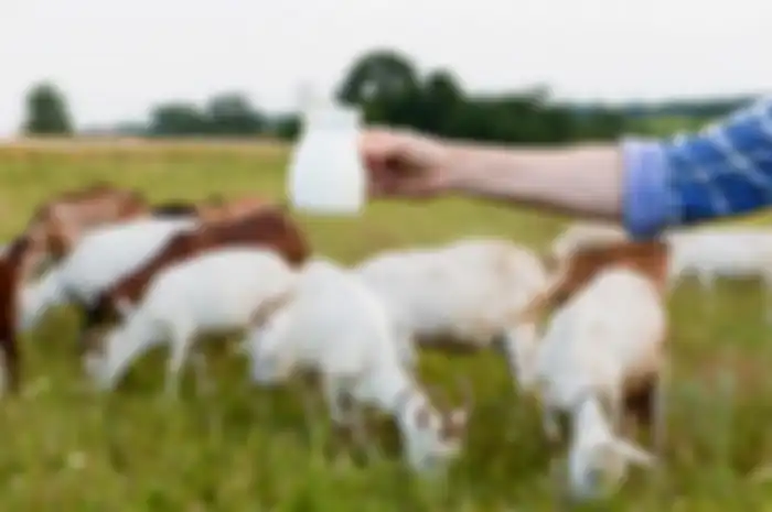 Susu kambing punya khasiat yang luar biasa bagi kesehatan.