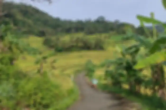 Panorama sawah tadah hujan di Pedukuhan Penggung, Kalurahan Purwosari, Kapanewon Girimulyo, Kabupaten Kulon Progo, Daerah Istimewa Yogyakarta.