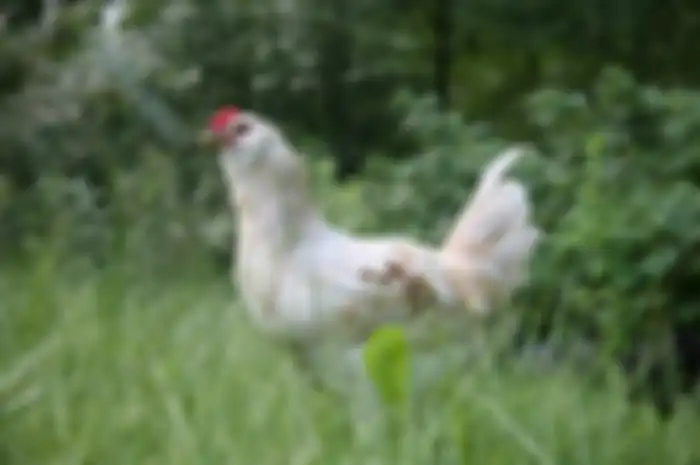 Ilustrasi ayam betina