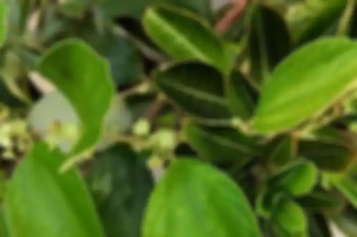 Manfaat rebus daun bidara
