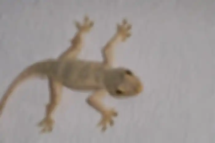 Ilustrasi cicak