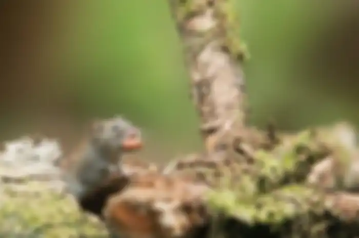 Ilustrasi tikus 