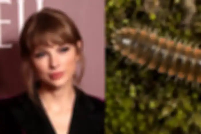 Nama Spesies Baru yang Terinspirasi Dari Taylor Swift 