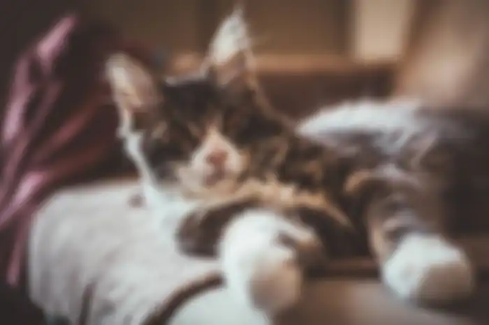 Tips tinggalkan kucing saat mudik