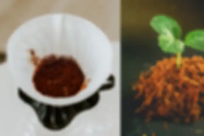 Moms, begini cara membuat kompos dari ampas kopi untuk menyuburkan tanaman.