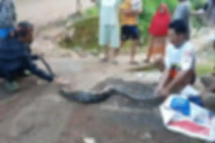 Warga di Dusun Simpay Warg, Desa Jayamekar, Kecamatan Cibugel, Sumedang tengah menangkap ular sanca sepanjang 5 meter, Kamis (5/5/5/2022)