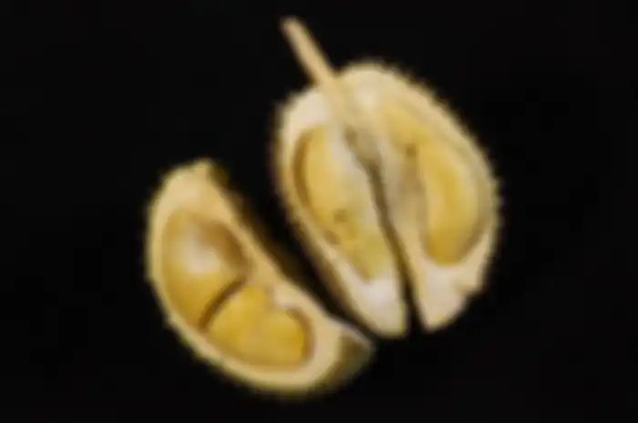 Buah durian 