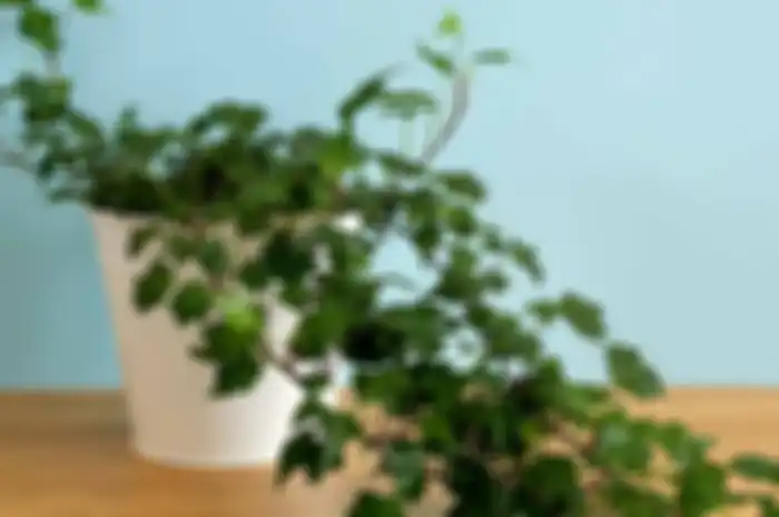 Ilustrasi english ivy