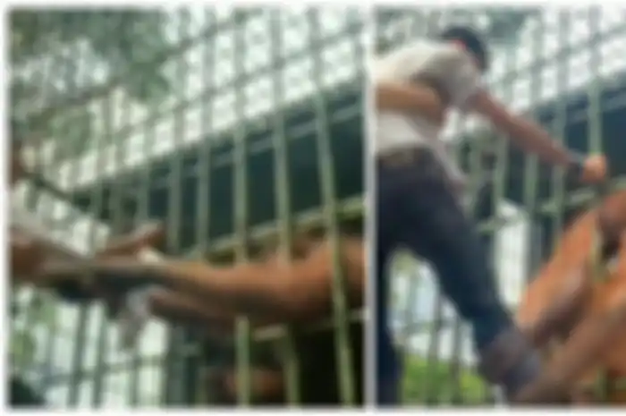Viral video pria panik kakinya ditarik orang utan teriak-teriak minta tolong.