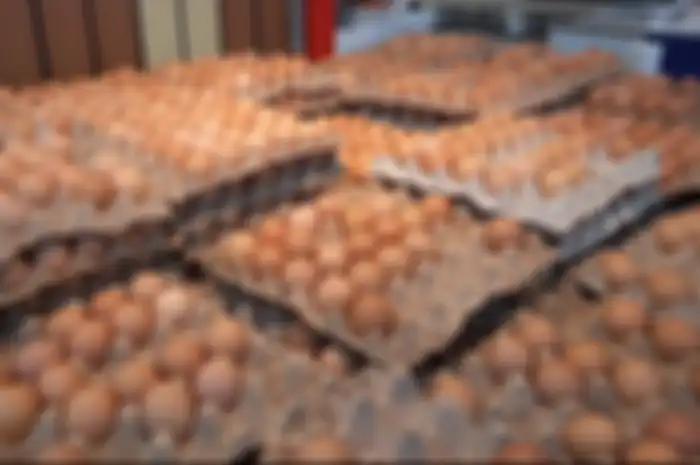 Harga sembako telur 