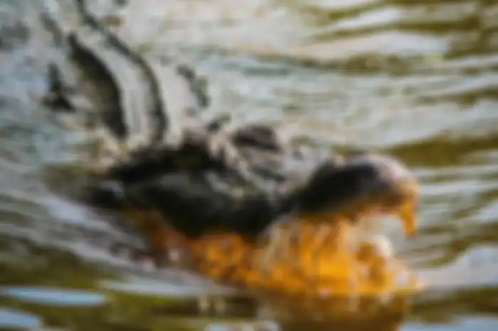 Buaya di dalam air 