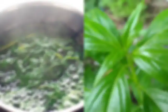 Daun Sambiloto