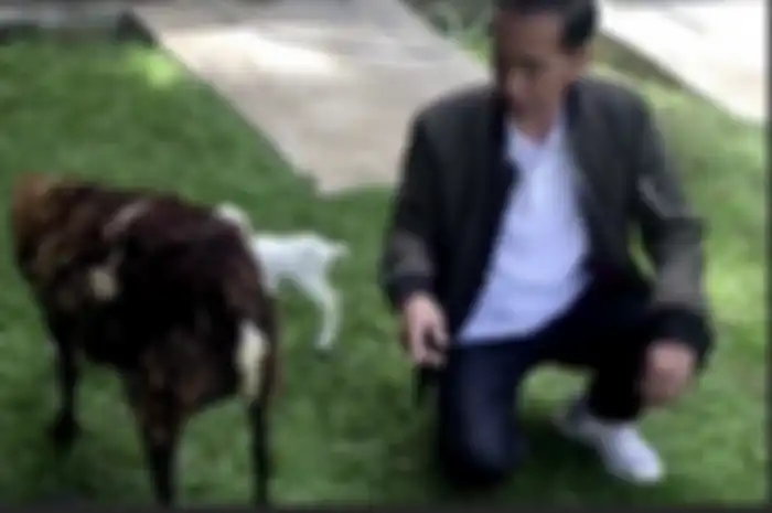Presiden Jokowi syok saat tahu semua rahasianya bocor di Istana Merdeka gegara ini. Sang presiden sengaja unggah foto angon kambing.