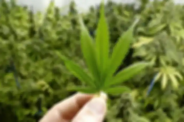 Ilustrasi ganja