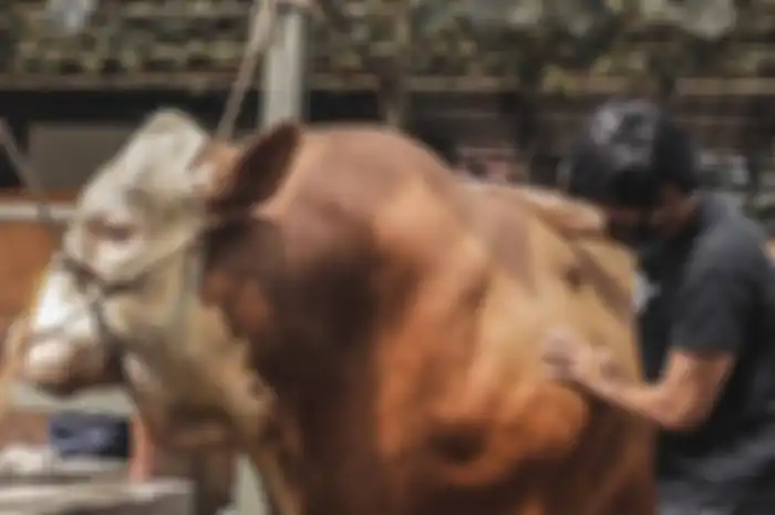 Sapi Atta Halilintar yang berukuran jumbo
