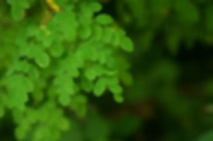 Daun kelor