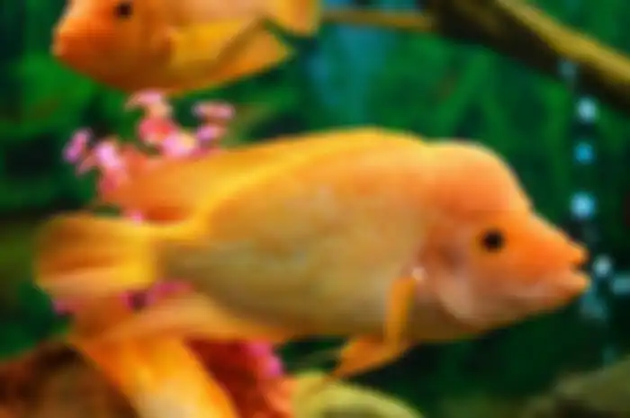 Ikan Red devil